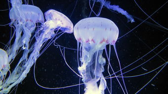 探秘奇妙世界——走进怪怪水族馆的深海奇幻之旅